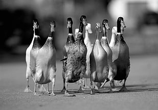 black and white photo of brood of ducks